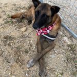 Malinois Mischling Nuez, 08/2021, ca. 65 cm