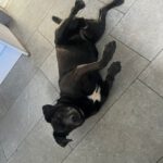Labrador Mischling Olivia, 03/2017, ca. 40 cm, 25782 Welmbüttel