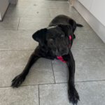 Labrador Mischling Olivia, 03/2017, ca. 40 cm, 25782 Welmbüttel