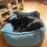 Labrador Mischling Olivia, 03/2017, ca. 40 cm, 25782 Welmbüttel