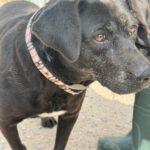 Labrador Mischling Olivia, 03/2017, ca. 40 cm, 25782 Welmbüttel