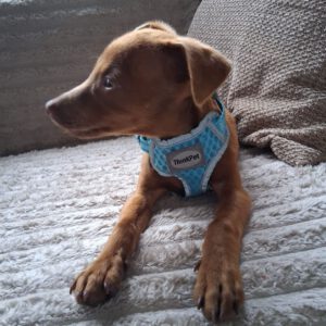 Podenco Mischling Otis, 12/2025, Endgröße ca. 30 cm, 45481 Mülheim an der Ruhr