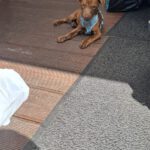 Podenco Mischling Otis, 12/2025, Endgröße ca. 30 cm, 45481 Mülheim an der Ruhr