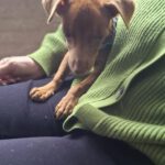 Podenco Mischling Otis, 12/2025, Endgröße ca. 30 cm, 45481 Mülheim an der Ruhr