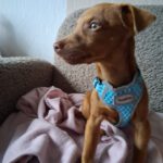 Podenco Mischling Otis, 12/2025, Endgröße ca. 30 cm, 45481 Mülheim an der Ruhr