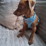 Podenco Mischling Otis, 12/2025, Endgröße ca. 30 cm, 45481 Mülheim an der Ruhr