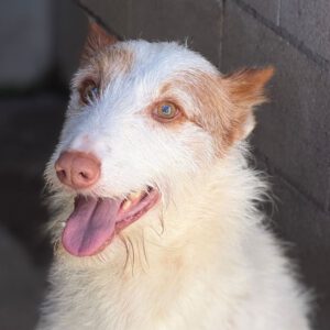 Podenco Campanero Mischling Palomito, 05/2022, ca. 55 cm