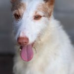 Podenco Campanero Mischling Palomito, 05/2022, ca. 55 cm