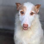 Podenco Campanero Mischling Palomito, 05/2022, ca. 55 cm