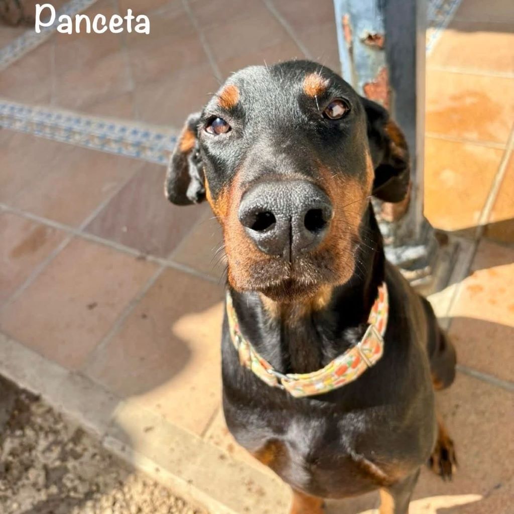 Dobermann Panceta, 03/2024, ca. 62 cm