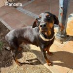 Dobermann Panceta, 03/2024, ca. 62 cm