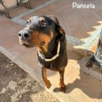Dobermann Panceta, 03/2024, ca. 62 cm