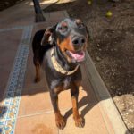 Dobermann Panceta, 03/2024, ca. 62 cm