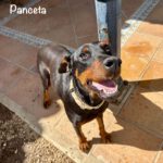 Dobermann Panceta, 03/2024, ca. 62 cm