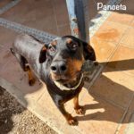 Dobermann Panceta, 03/2024, ca. 62 cm