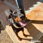 Dobermann Panceta, 03/2024, ca. 62 cm