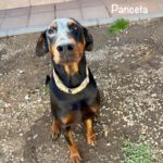 Dobermann Panceta, 03/2024, ca. 62 cm