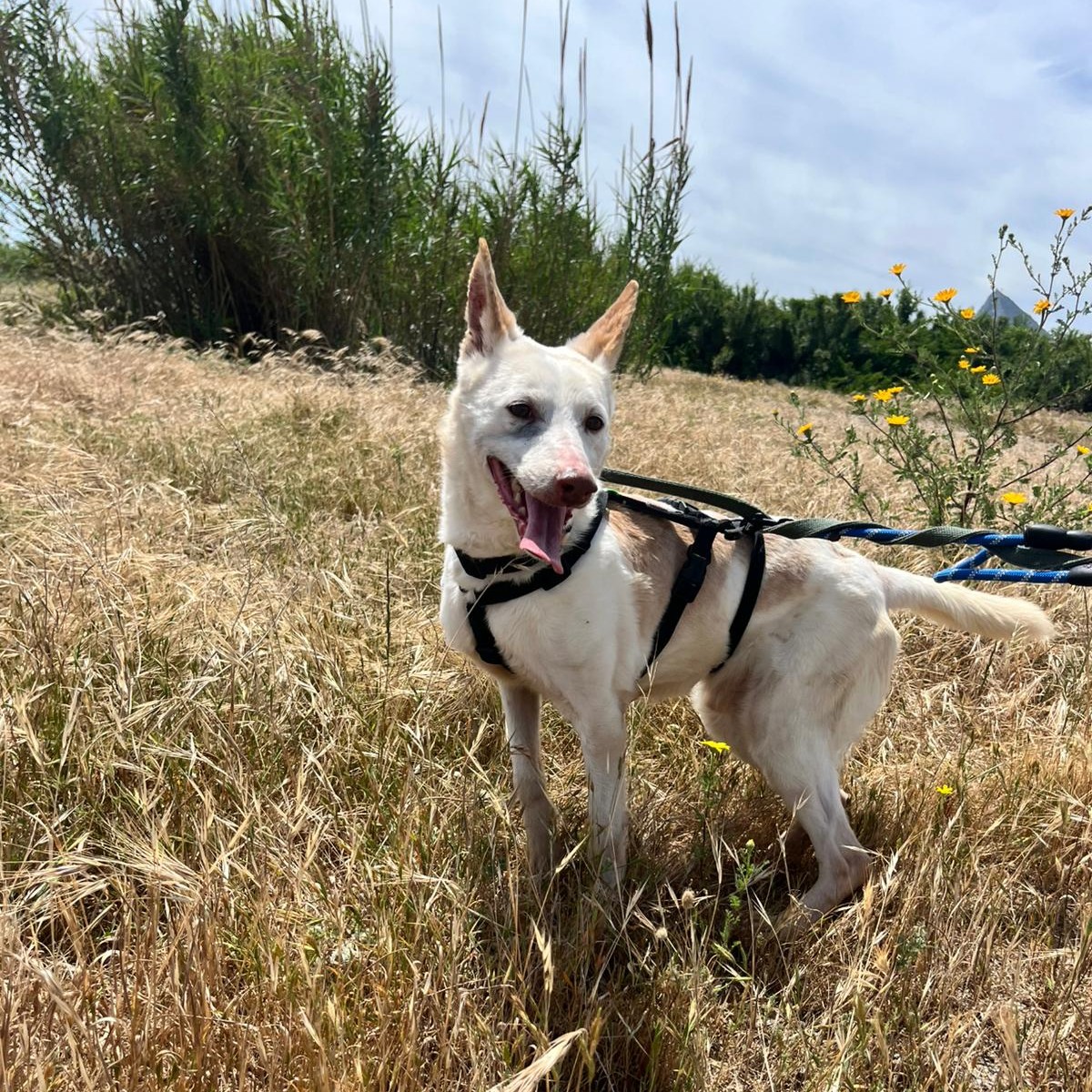 Podenco Pancho, 04/2013, ca. 40 cm
