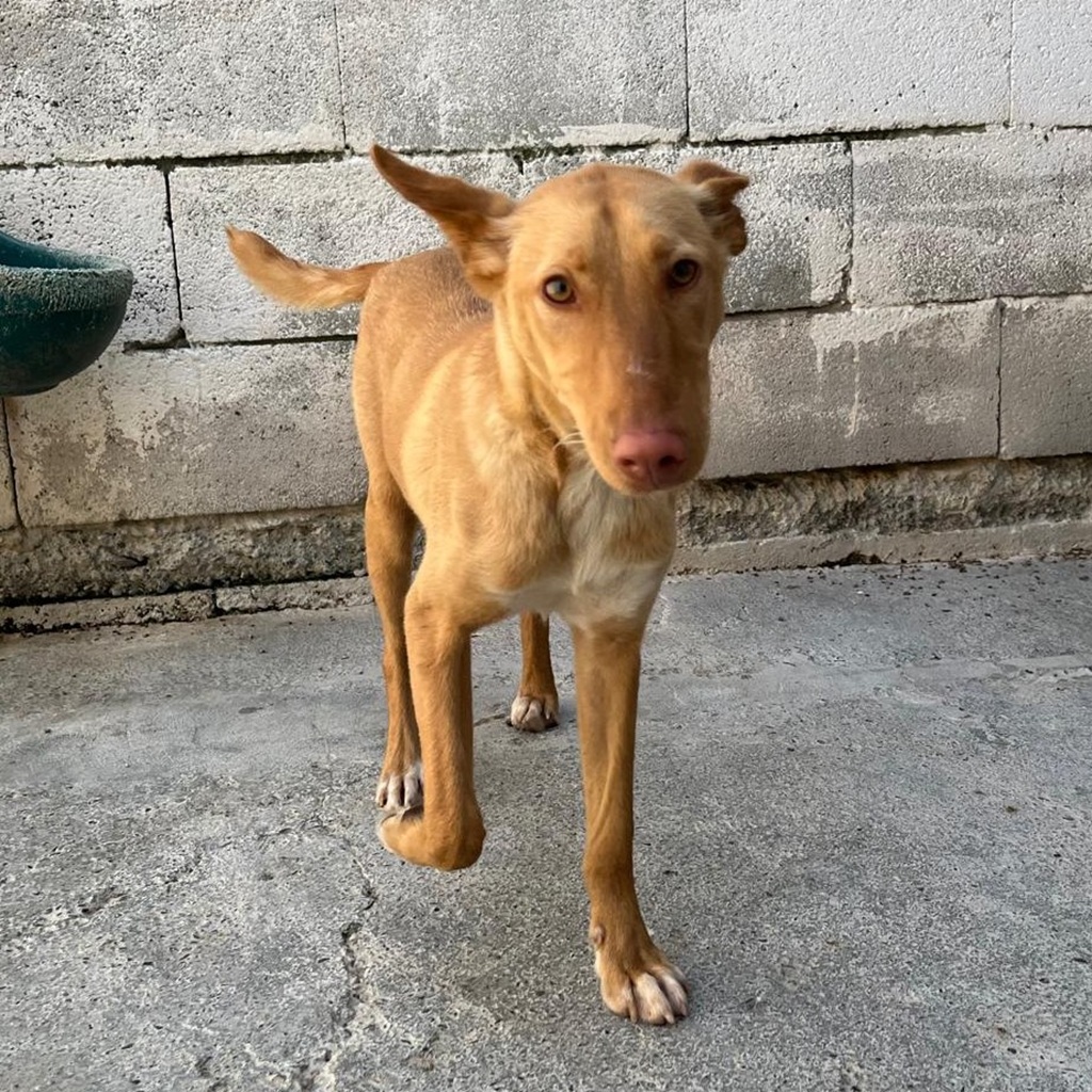 Podenco Patrick, 07/2025, ca. 45 cm