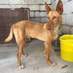 Podenco Patrick, 07/2025, ca. 45 cm