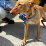 Podenco Patrick, 07/2025, ca. 45 cm