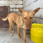 Podenco Patrick, 07/2025, ca. 45 cm