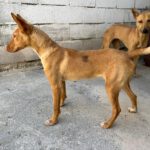 Podenco Patrick, 07/2025, ca. 45 cm