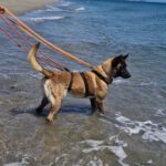 Malinois-Mischling Paula, 02/2017, ca. 60 cm