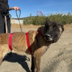Malinois-Mischling Paula, 02/2017, ca. 60 cm