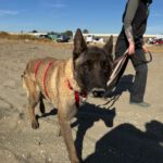 Malinois-Mischling Paula, 02/2017, ca. 60 cm