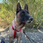 Malinois-Mischling Paula, 02/2017, ca. 60 cm