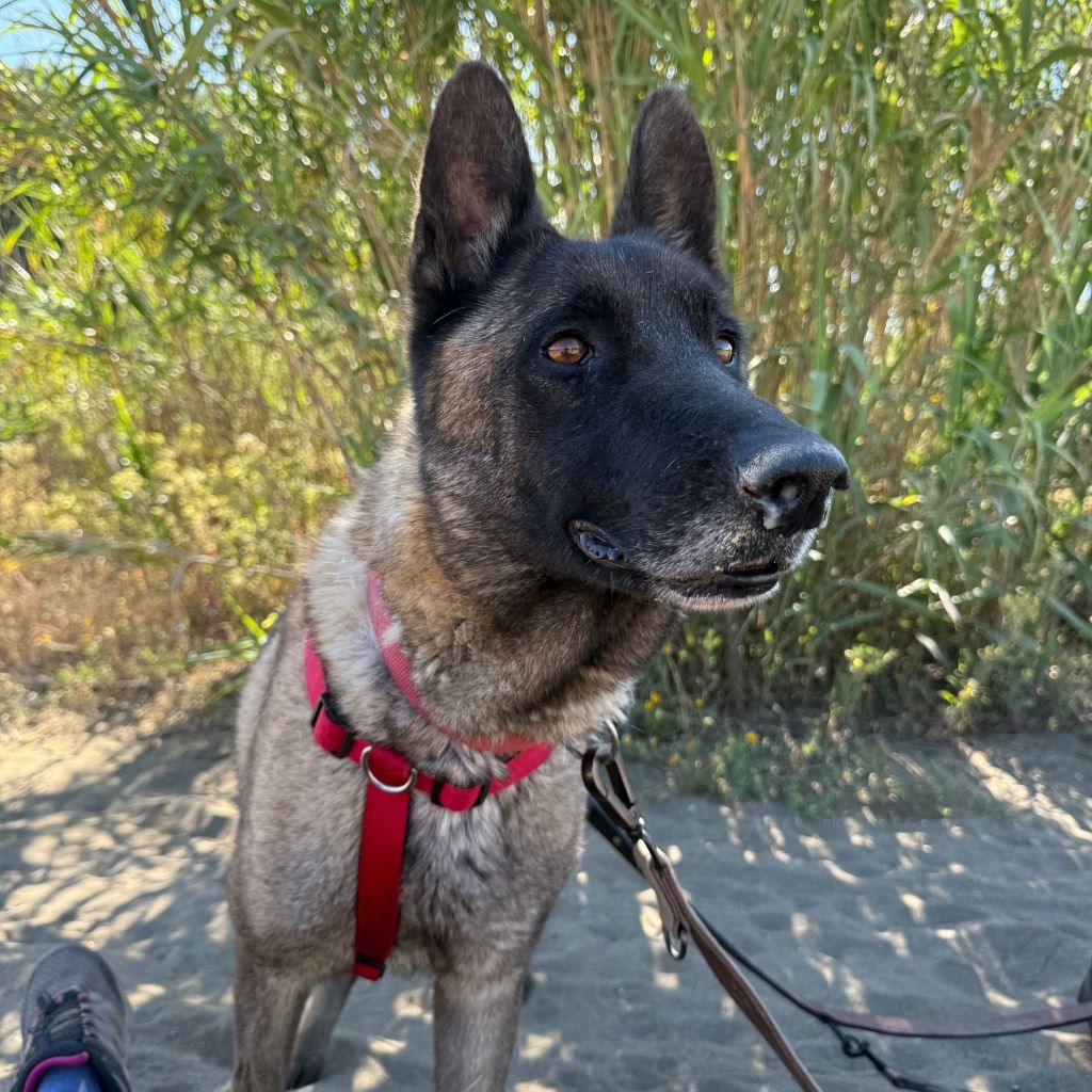 Malinois-Mischling Paula, 02/2017, ca. 60 cm