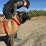 Malinois-Mischling Paula, 02/2017, ca. 60 cm