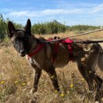 Malinois-Mischling Paula, 02/2017, ca. 60 cm