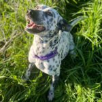 Dalmatiner Bracke Mischling Pecas, 12/2021, 51 cm