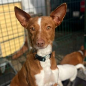 Podenco Pepa, 01/2023, 43 cm