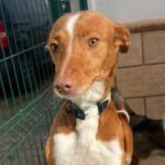 Podenco Pepa, 01/2023, 43 cm