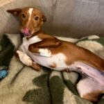 Podenco Pepa, 01/2023, 43 cm
