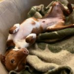 Podenco Pepa, 01/2023, 43 cm