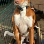 Podenco Pepa, 01/2023, 43 cm