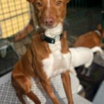 Podenco Pepa, 01/2023, 43 cm
