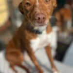 Podenco Pepa, 01/2023, 43 cm