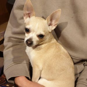 Chihuahua Mischling Peque, 04/2021, ca. 20 cm, 86947 Weil