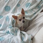Chihuahua Mischling Peque, 04/2021, ca. 20 cm, 86947 Weil