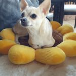 Chihuahua Mischling Peque, 04/2021, ca. 20 cm, 86947 Weil