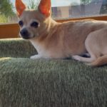 Chihuahua Mischling Peque, 04/2021, ca. 20 cm, 86947 Weil
