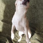 Chihuahua Mischling Peque, 04/2021, ca. 20 cm, 86947 Weil