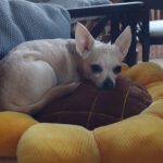 Chihuahua Mischling Peque, 04/2021, ca. 20 cm, 86947 Weil