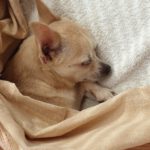 Chihuahua Mischling Peque, 04/2021, ca. 20 cm, 86947 Weil