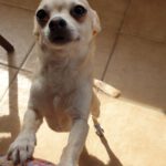 Chihuahua Mischling Peque, 04/2021, ca. 20 cm, 86947 Weil
